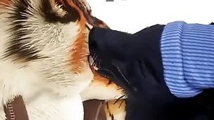 Wolf gives tiger an early christmas current - wildlife